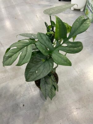 amydrium medium silver