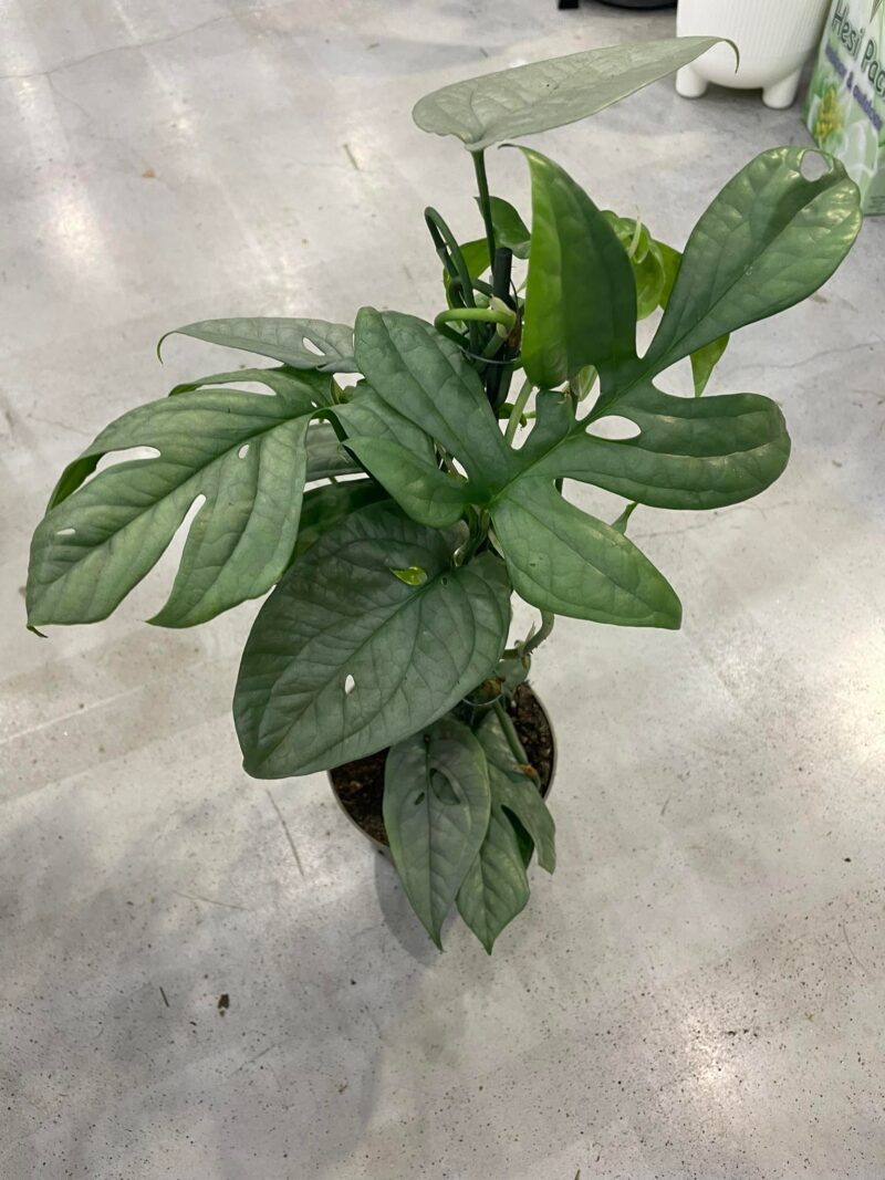 amydrium medium silver