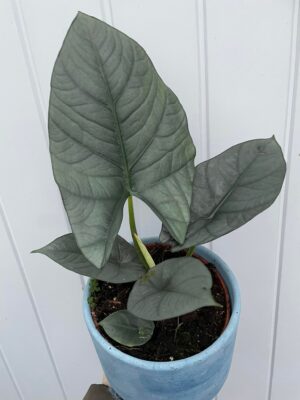 Alocasia Nebula Imperialis