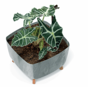 Doniczka Gracia Square Beton Effect