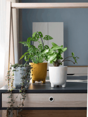 OSŁONKA ARIA ECO WOOD JUMPER