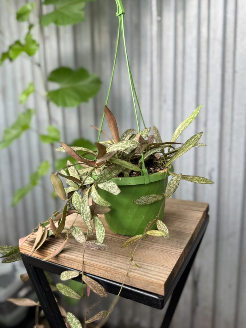 HOYA SIGILLATIS