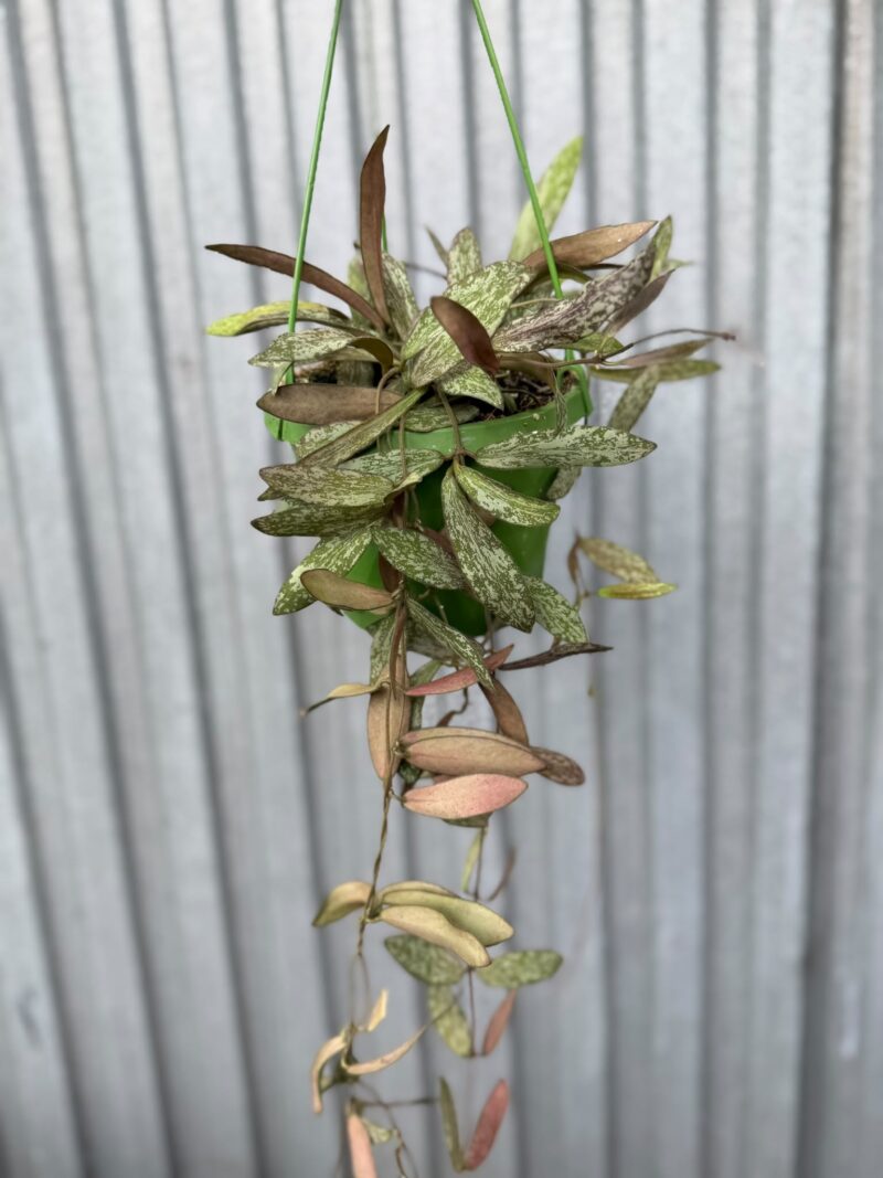 HOYA SIGILLATIS