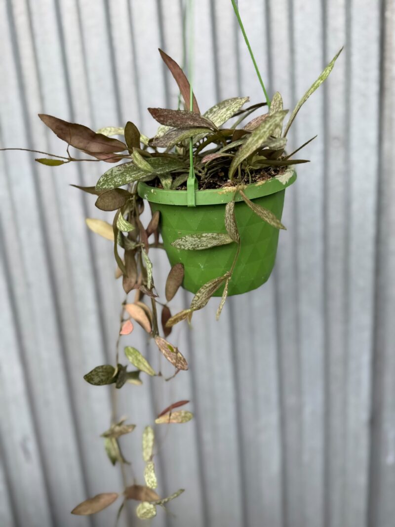 HOYA SIGILLATIS