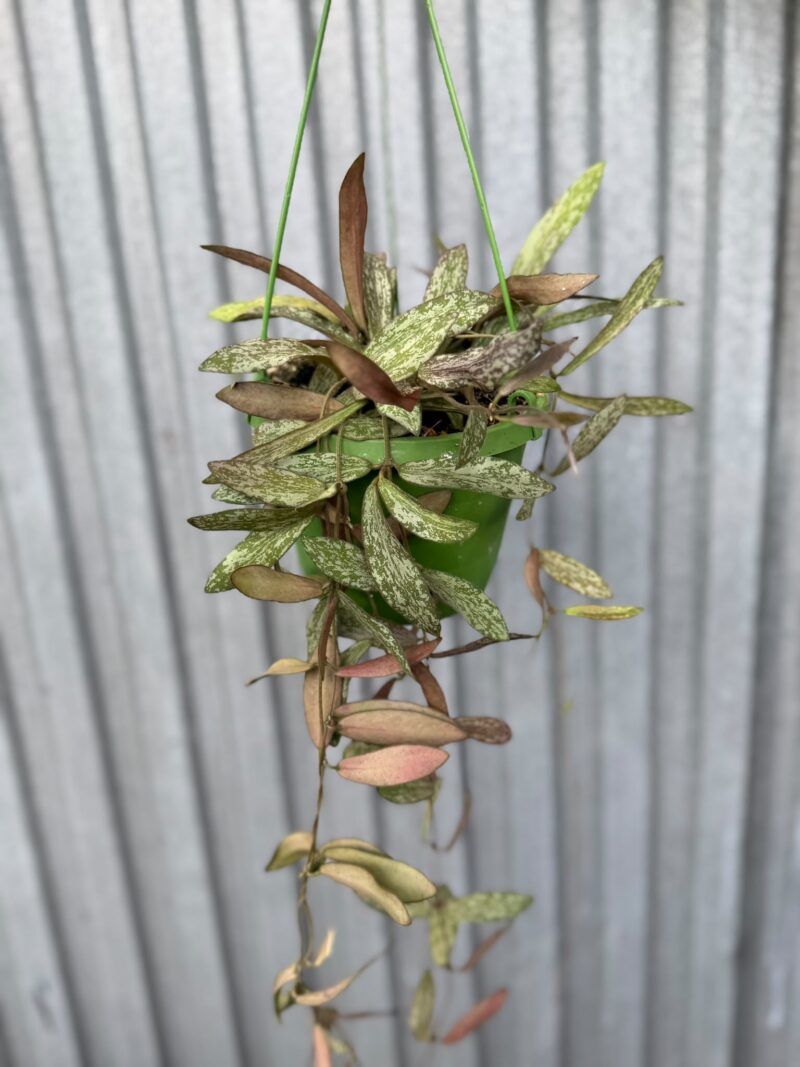 HOYA SIGILLATIS