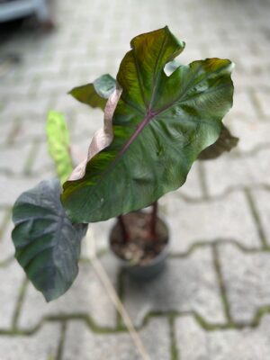Colocasia esculenta Redemption