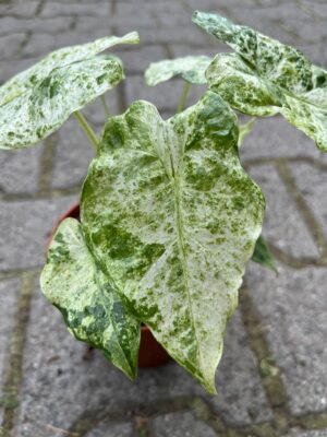 Alocasia Macrorrhiza Variegata Splash