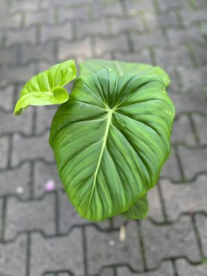 Philodendron Mcdowelll