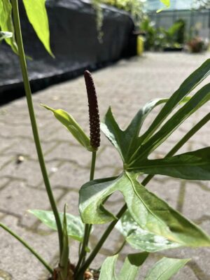 Anthurium Pedatoradiatum
