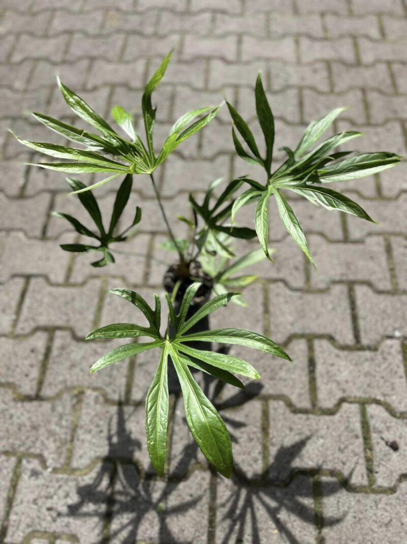 Anthurium Pedatoradiatum