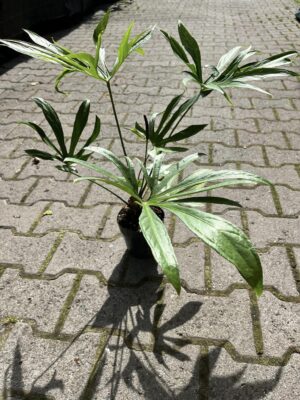 Anthurium Pedatoradiatum