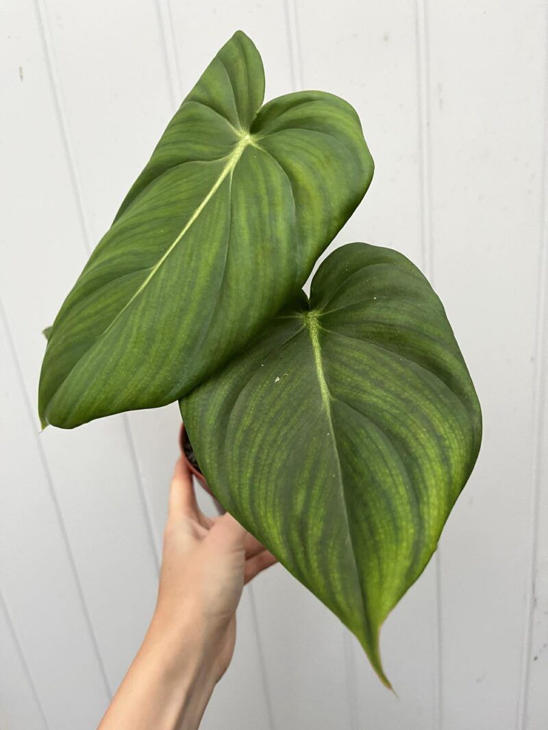 Philodendron Mcdowelll