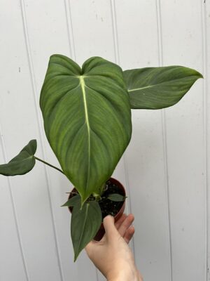 Philodendron Mcdowelll