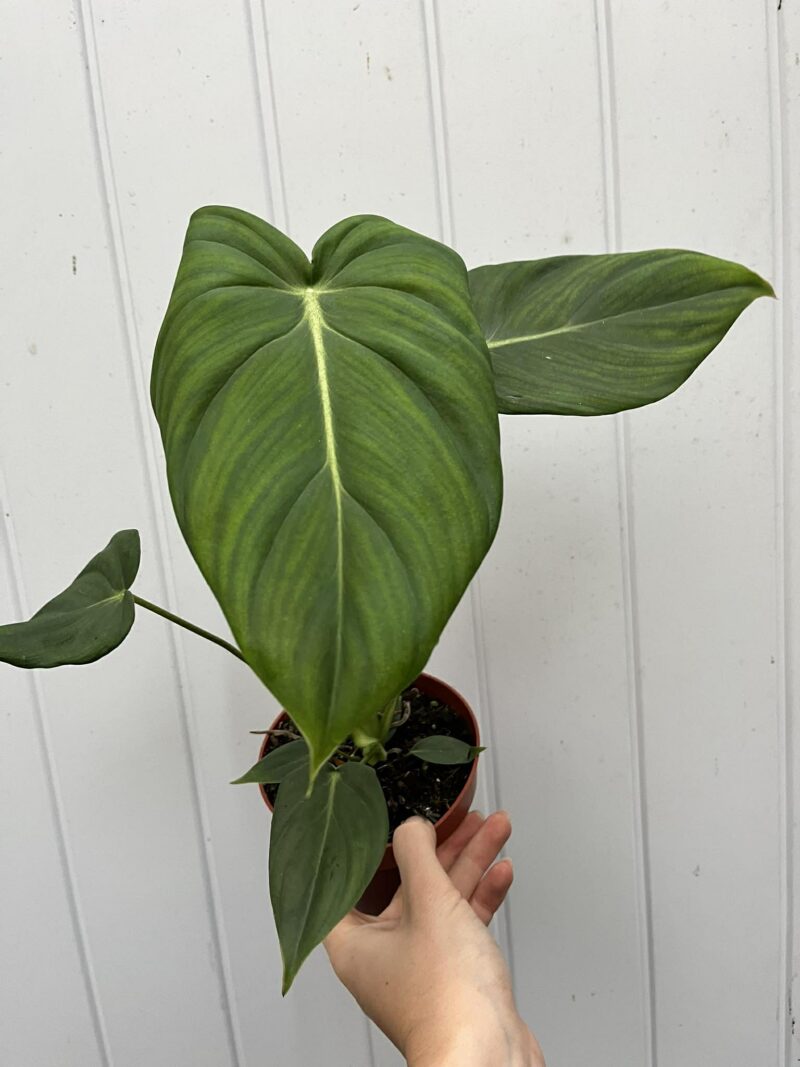 Philodendron Mcdowelll
