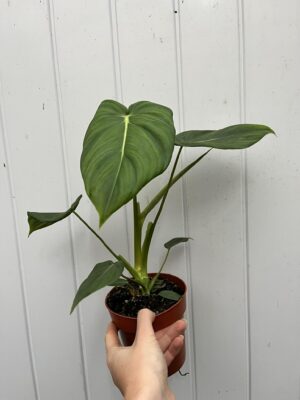 Philodendron Mcdowelll