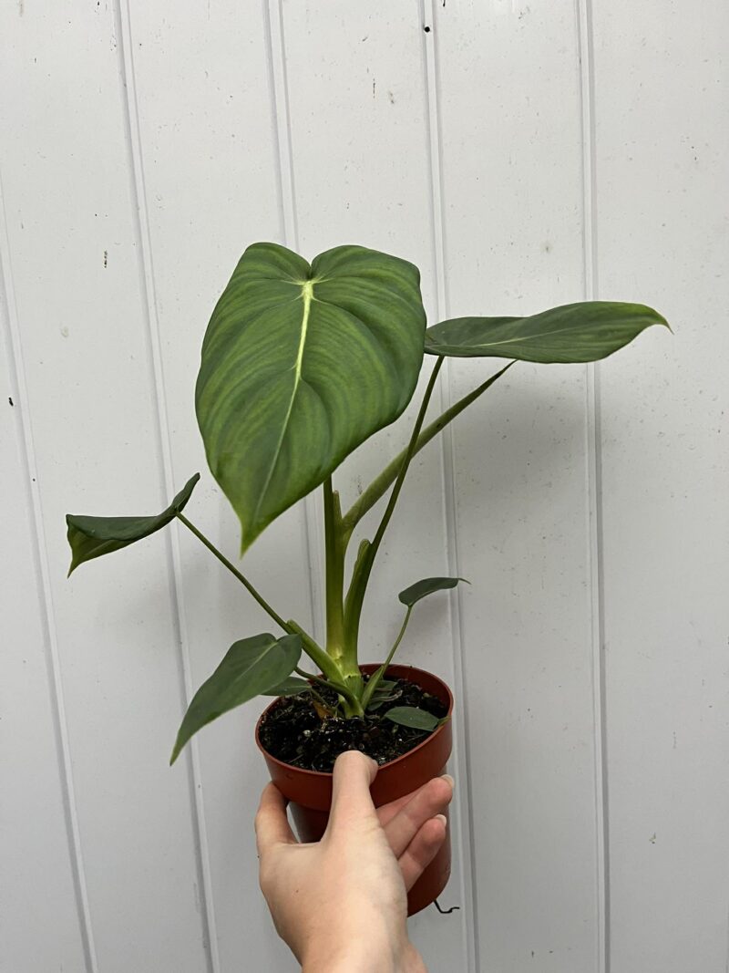 Philodendron Mcdowelll