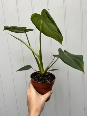 Philodendron Mcdowelll