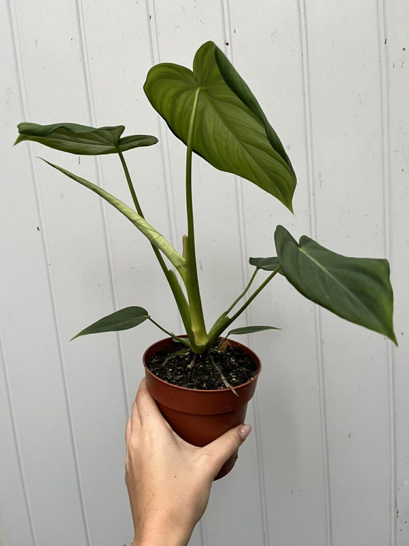 Philodendron Mcdowelll