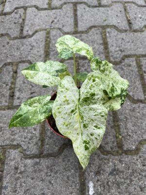 Alocasia Macrorrhiza Variegata Splash