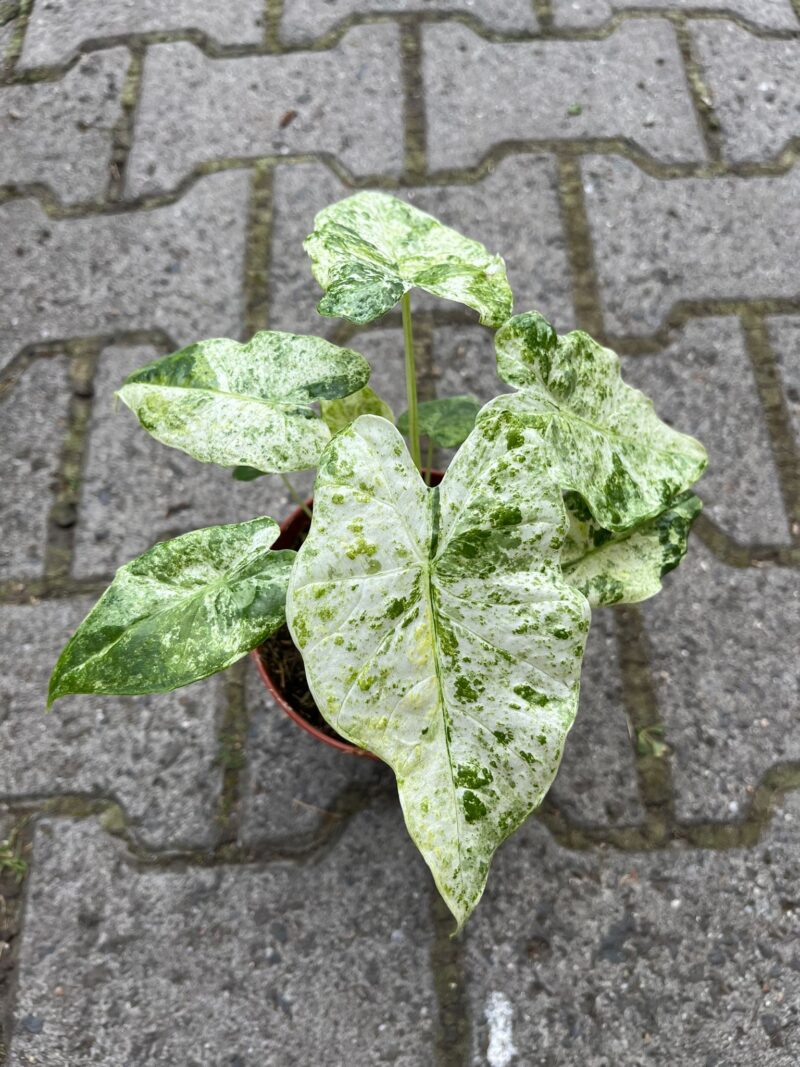 Alocasia Macrorrhiza Variegata Splash