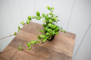 Hoya Heuschinkeliana