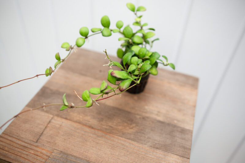 Hoya Heuschinkeliana