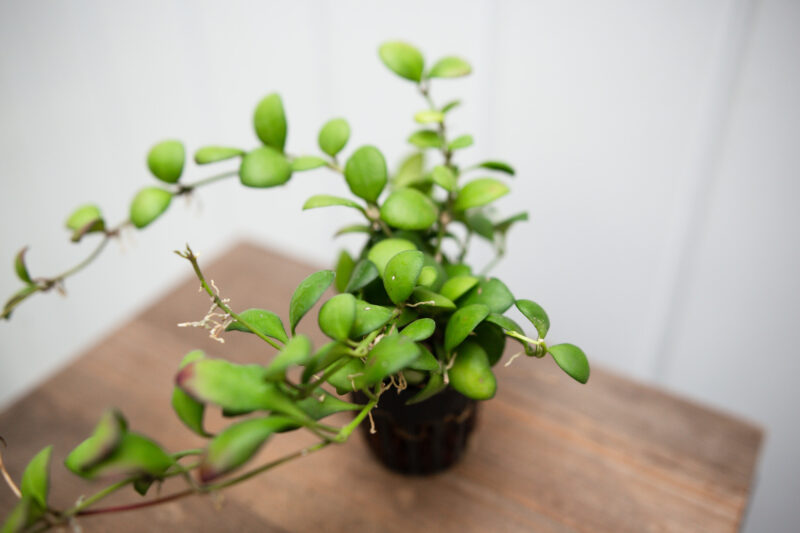 Hoya Heuschinkeliana