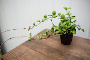 Hoya Heuschinkeliana