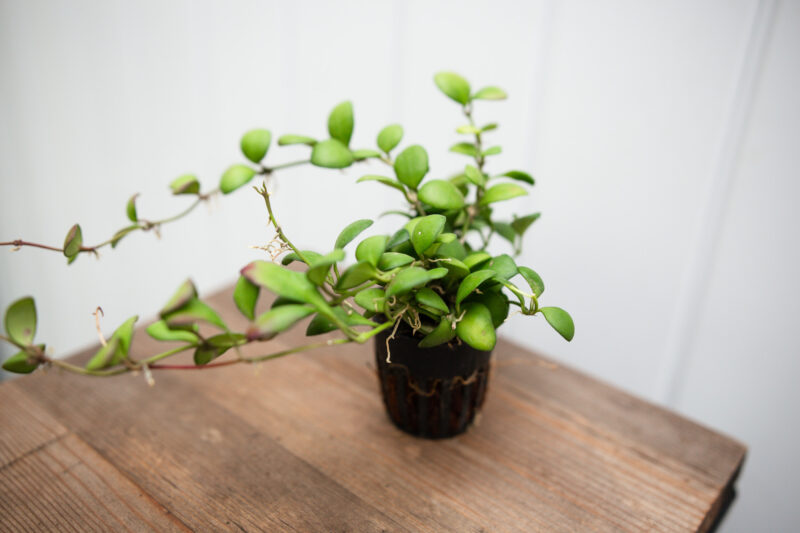 Hoya Heuschinkeliana