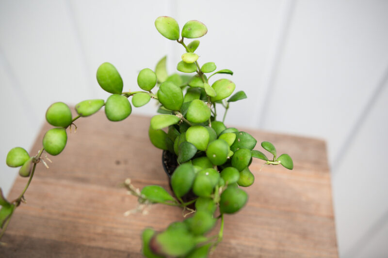 Hoya Heuschinkeliana