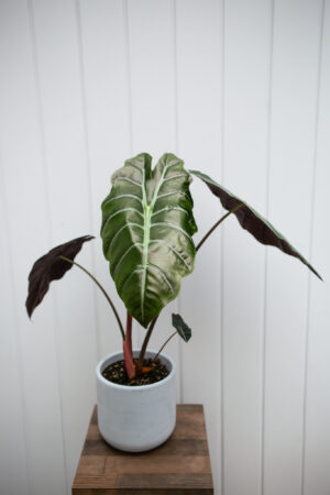 Alocasia chantrieri