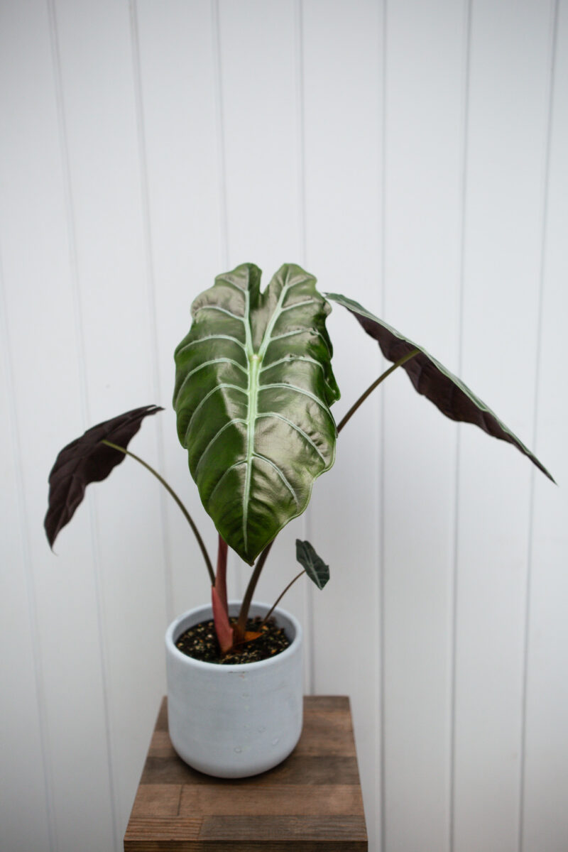 Alocasia chantrieri