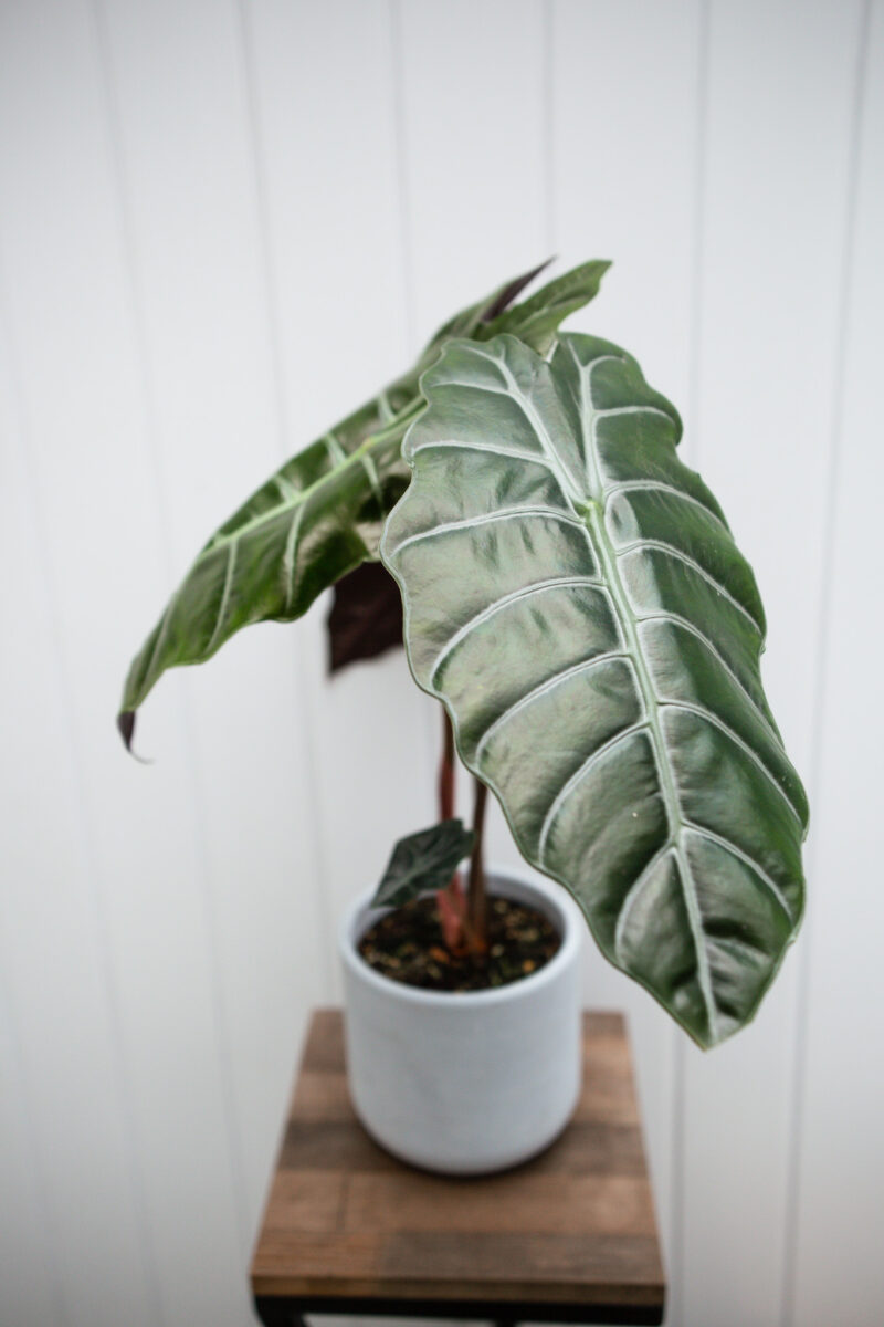 Alocasia chantrieri