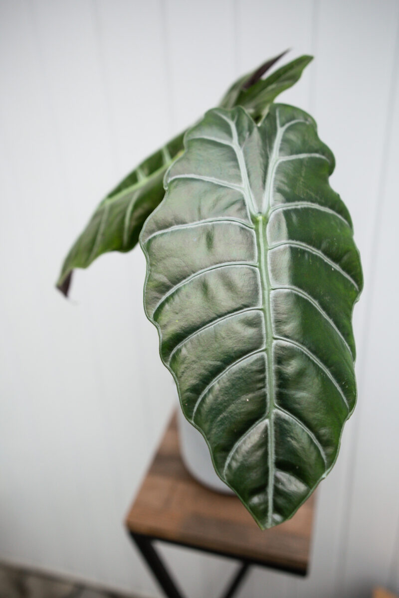 Alocasia chantrieri
