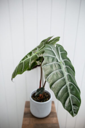 Alocasia chantrieri