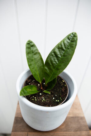Anthurium Superbum