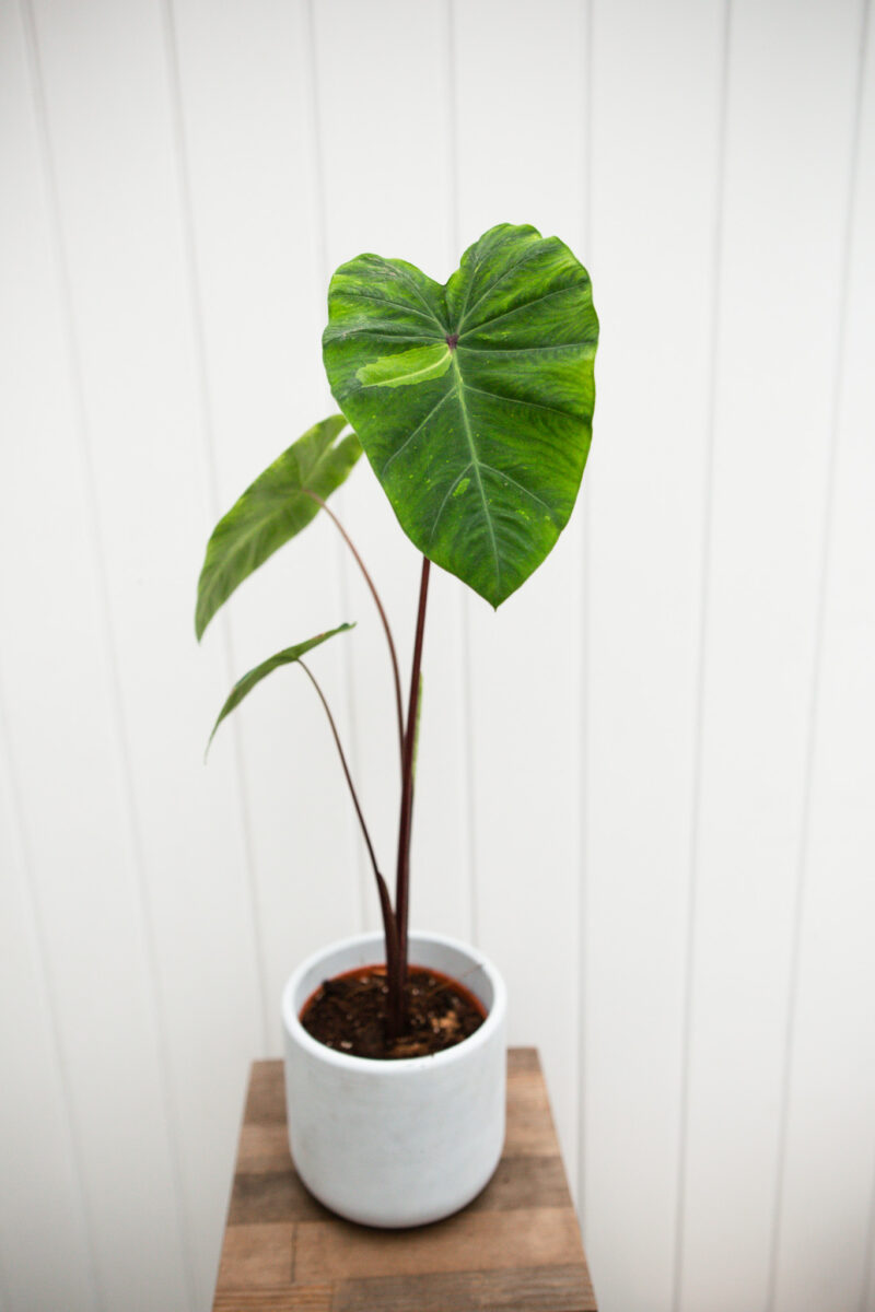 Colocasia esculenta lime gecko