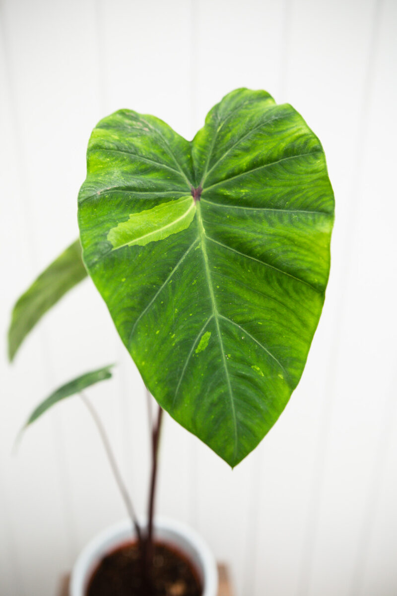 Colocasia esculenta lime gecko