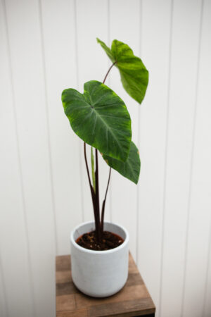 Colocasia esculenta lime gecko