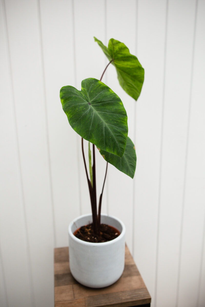 Colocasia esculenta lime gecko