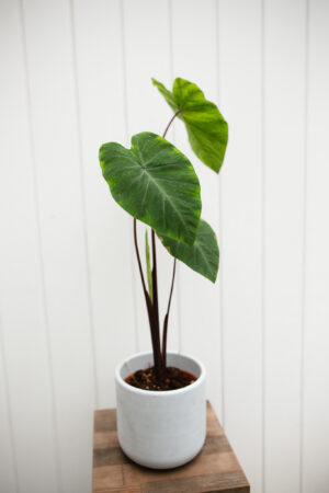 Colocasia esculenta lime gecko