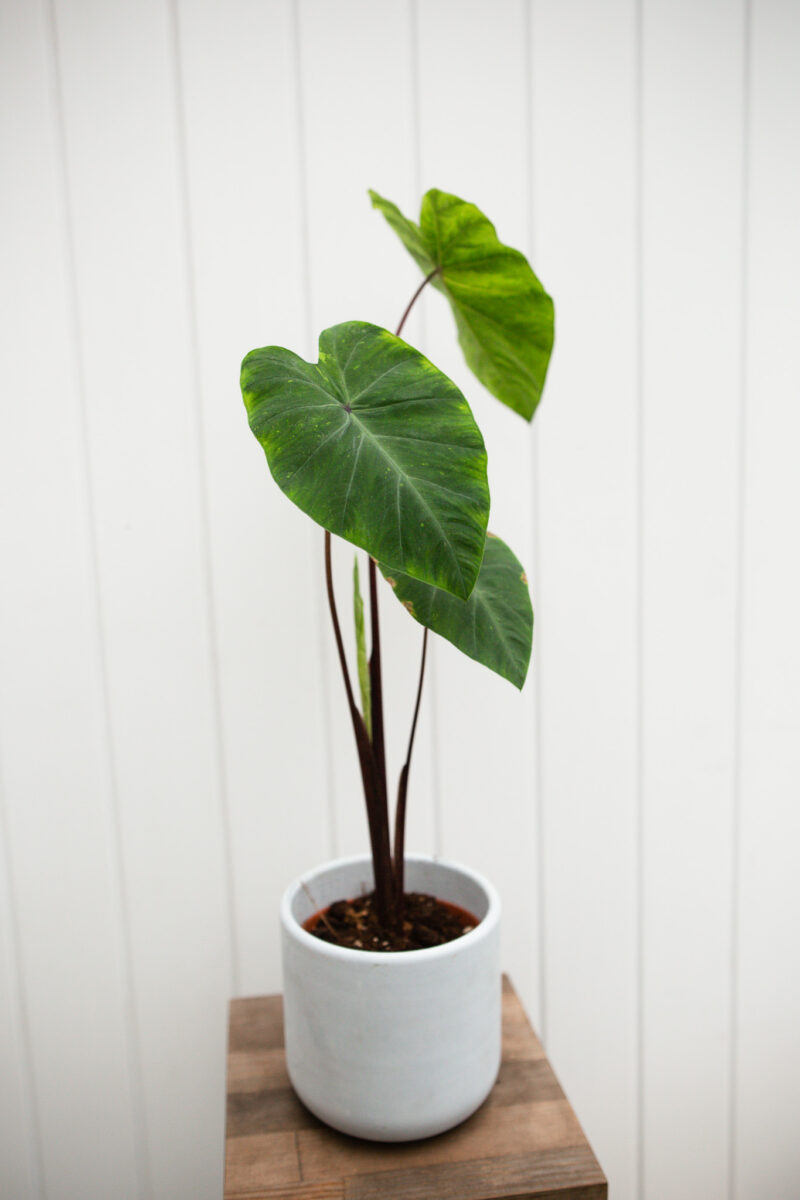 Colocasia esculenta lime gecko