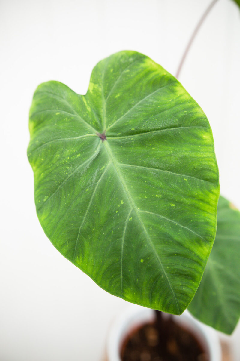 Colocasia esculenta lime gecko