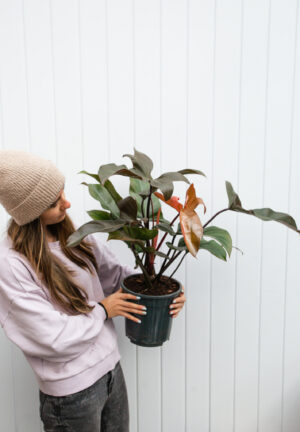 Philodendron florida bronze