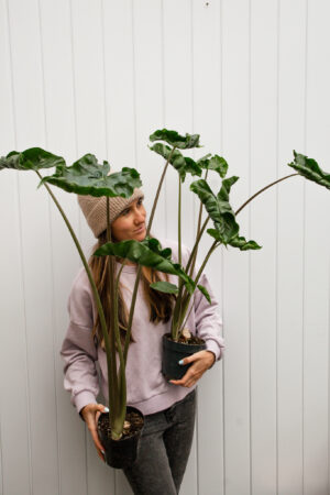 Alocasia Dragon Tail