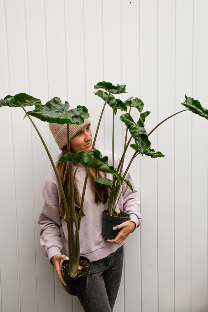 Alocasia Dragon Tail