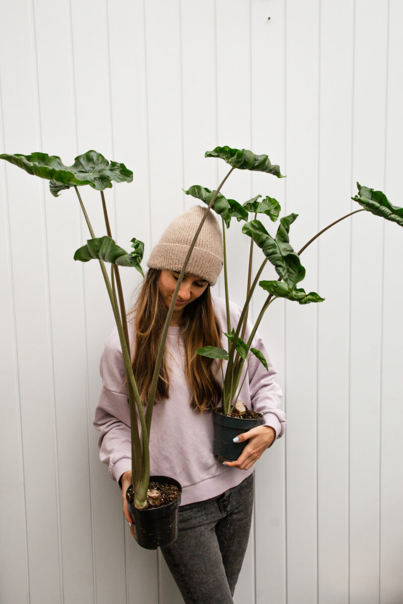 Alocasia Dragon Tail