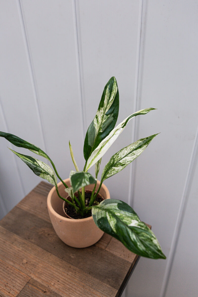 Spathiphyllum Picasso skrzydłokwiat