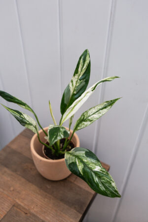 Spathiphyllum Picasso skrzydłokwiat