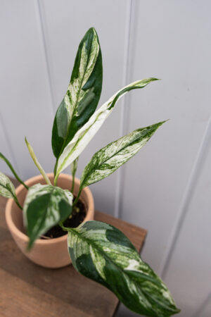 Spathiphyllum Picasso skrzydłokwiat